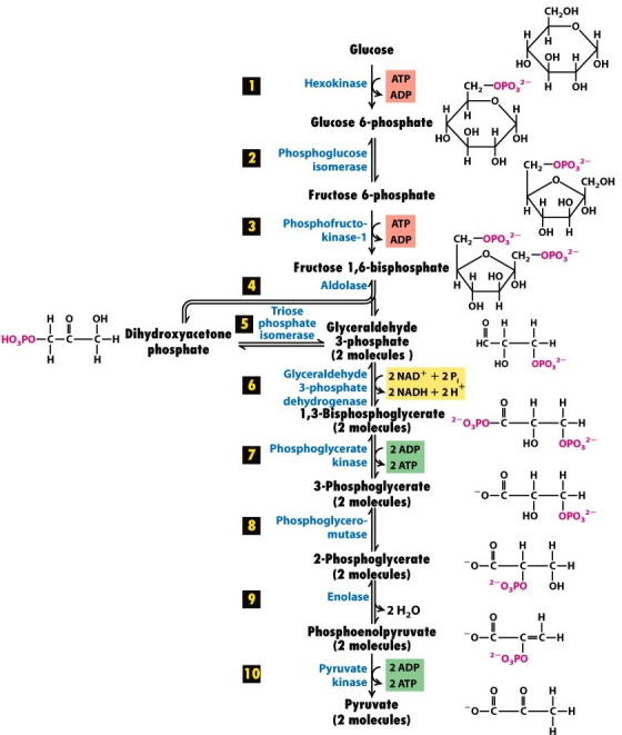 CH,OH H H H но OH H HO,PO- O= I-U-I C-HDihydroxyacetone phosphate н H Glucose OH H HO OH 1 Hexokinase ATP CH2-OPO, н OH ADP H