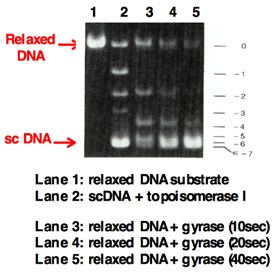 Relaxed DNA -3 SC DNA-> -7 Lane 1: relaxed DNA substrate Lane 2: scDNA+topoisomerase l Lane 3: relaxed DNA+gyrase (10sec) Lan