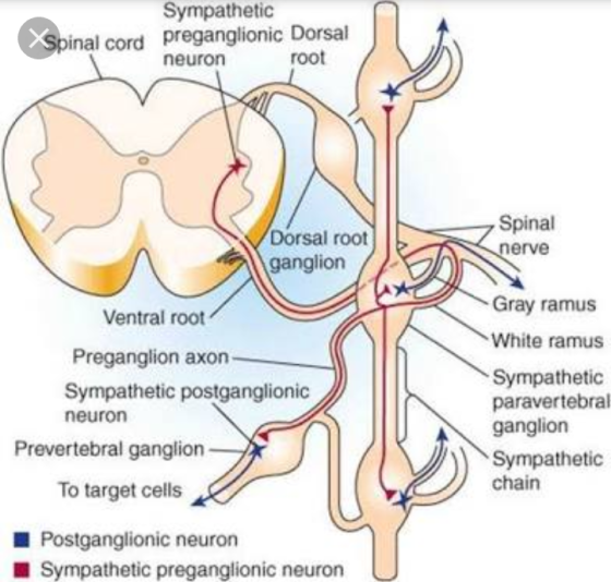 Sympathetic Spinal cord preganglionic Do preganglionic Dorsal neuron root Dorsal root ganglion Spinal nerve Ventral root Preg