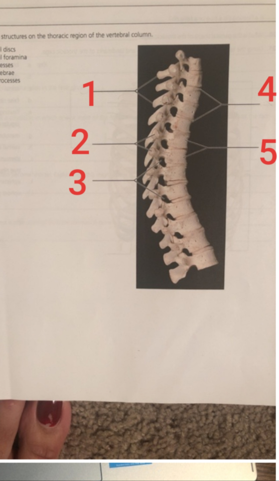 structures on the thoracic region of the vertebral column discs al foramina esses lebrae rocesses 2-