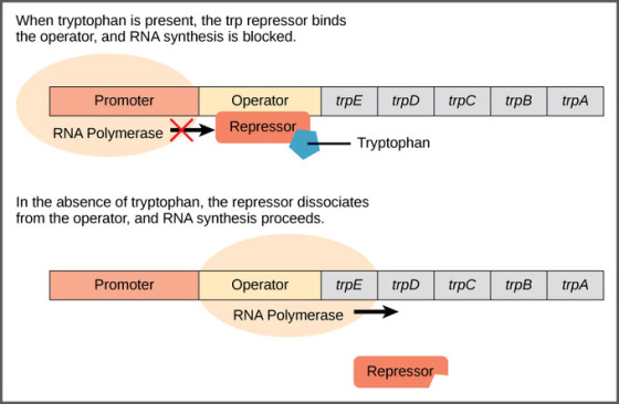 When tryptophan is present, the trp repressor binds the operator, and RNA synthesis is blocked. Promoter Operator trpe trp tr