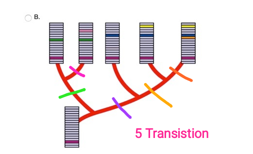 5 Transistion