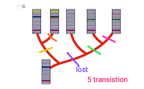 C. lost 5 transistion