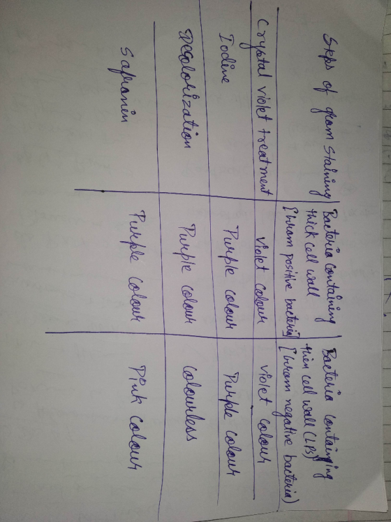 Stefs of gram aining Bacteria containing Bacteria containging thick cell wall then cell wall (LPS) I biom positie bacterial [