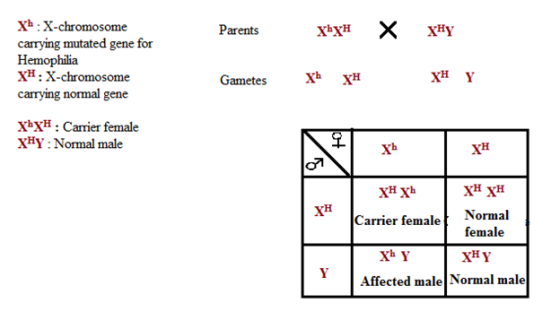 Parents xx# X X#Y Xb:X-chromosome carrying mutated gene for Hemophilia XH: X-chromosome carrying normal gene Gametes xbxH xH