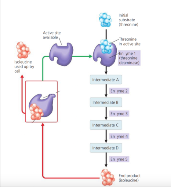 Initial substrate (threonine) Active site available -Threonine in active site LEn yme 1 (threonine deaminase) Isoleucine used
