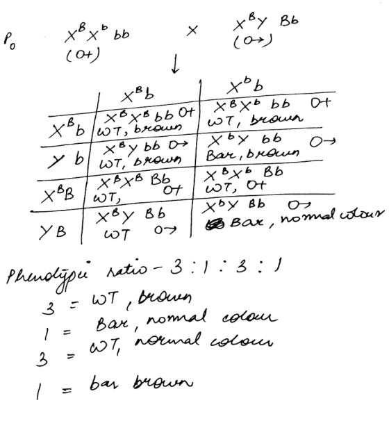 х хву Вь Р. x*x* Бb (0+) 1 хв. хву. хь хбхв ЬЬ 0+ Хвхь Бь 어 xBb/wit, brown T, кои bb o ху ьь yь uT, Бон Ванько хвв ХРxв ВЫ хВ