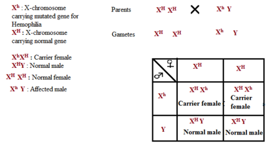 Parents xH xH X X Y Xb:X-chromosome carrying mutated gene for Hemophilia XH: X-chromosome carrying normal gene Gametes xH xH
