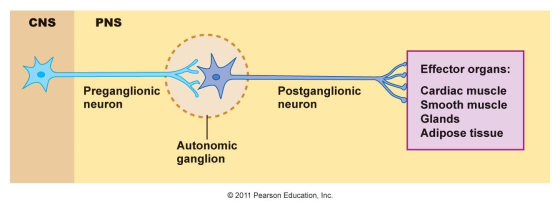 CNS PNS Preganglionic neuron Postganglionic neuron Effector organs: Cardiac muscle Smooth muscle Glands Adipose tissue Autono