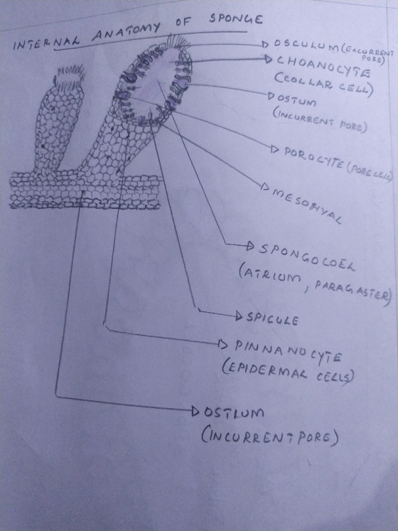 OF SPONGE ANATOMY INTERNAL > OSCULUM EXCURRENT PORE DCHOANOCYTE (COLLAR CELL) -DOSTUM (INCURRENS PORE) POROCYTE (PORE CEL) ME