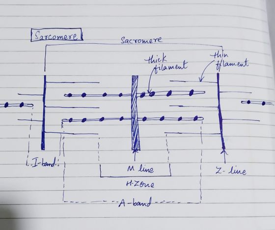 arcomere Sacromere на thick flament Vila ме, 1. I bands ! Z-line M line H-Zone -----A-band-ocea