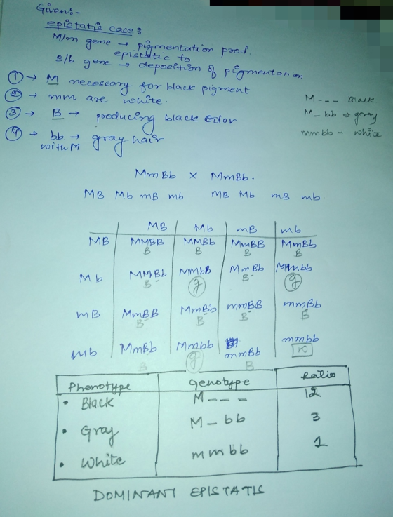 Girens- epietatie caces Mom gene pigmentation prod. epistatic to Blb gene depoeltion of pigmentation ₃M necesary for black pi