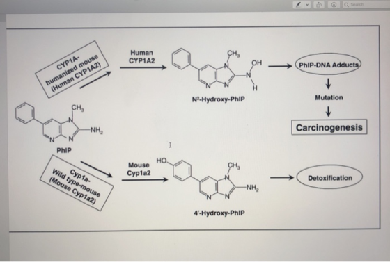 Human CYP1A2 NOH PhIP-DNA Adducts > N CYP1A- humanized mouse (Human CYP1A2) NH N2-Hydroxy-PhIP Mutation Carcinogenesis PhIP H