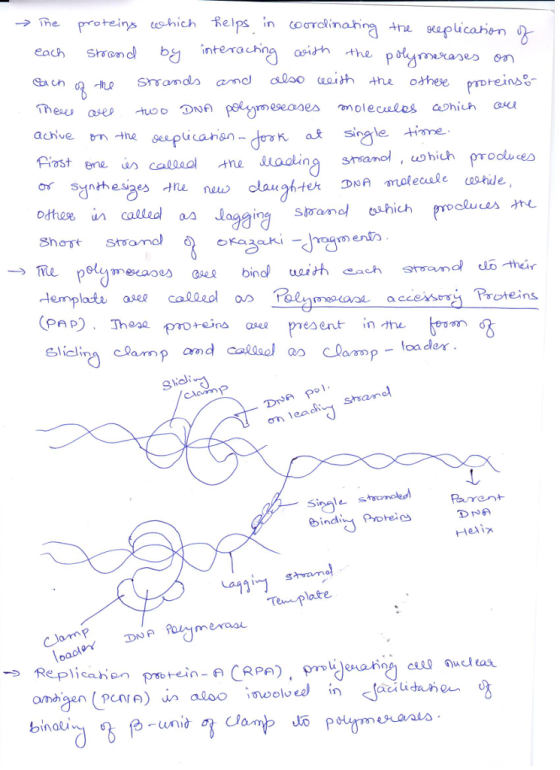 → ine Proteips each Shromd bj es hich fe,Ps.in coơrdinan natra af ucahen intera chna agith the proreinss- reeaes olecalos shi
