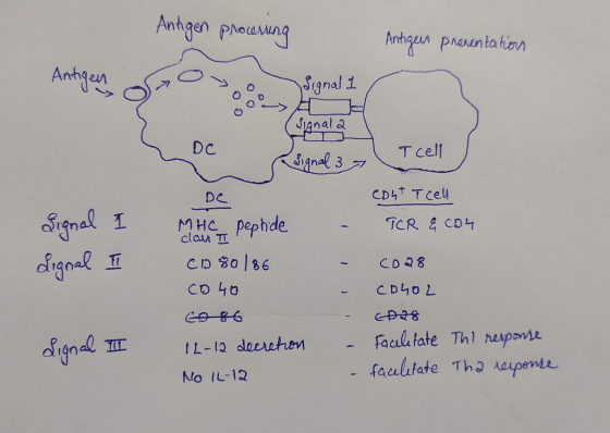 Antigen processing Antigen presentation Antigen Signal 1 Signala Signal I Signal I con I T cell Signal 37 De COLT T cell MHC