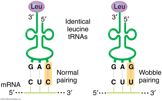 Leu Leu 3 5 3 5 Identical leucine tRNAS 20 .. G ........ 0 G ........ GAG Normal mRNA CUC pairing 5... 3 G A G Wobble CU