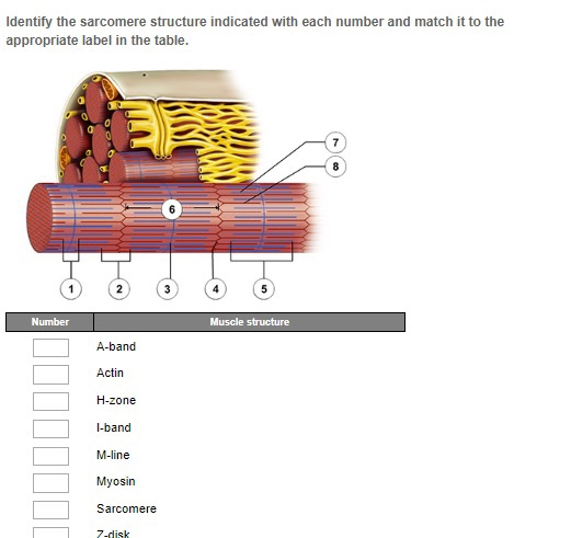 Identify the sarcomere structure indicated with each number and match it to the appropriate label in the table. www Number Mu