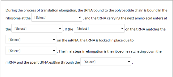 During the process of translation elongation, the tRNA bound to the polypeptide chain is bound in the ribosome at the [Select