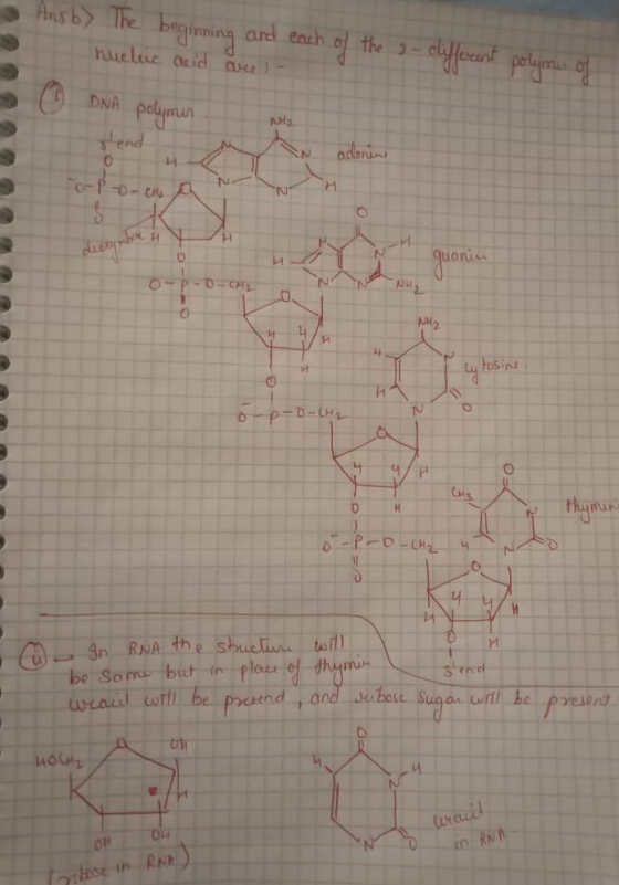 - Ansby The beginning and each of the 2-different polymus of nuclic acid are s- DNA polymer NH UUUUUU send adonin o-po-che a