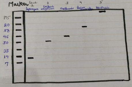 Marker lane 2 lysozyme angolrise ovalbumin Boimalla Korthin IIIIIIIII