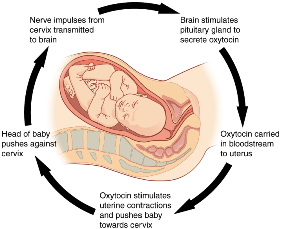 Nerve impulses from cervix transmitted to brain Brain stimulates pituitary gland to secrete oxytocin Head of baby pushes agai