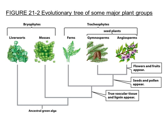 FIGURE 21-2 Evolutionary tree of some major plant groups Bryophytes Tracheophytes seed plants Liverworts Mosses Ferns Gymnosp