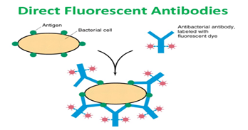 Direct Fluorescent Antibodies Antigen Bacterial col Antibacterial antibody labeled with Fluorescent dye