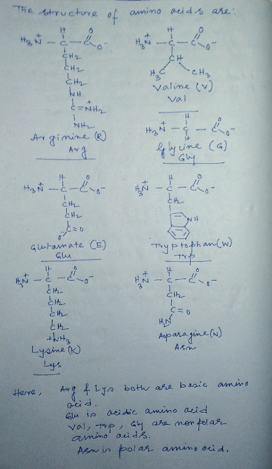 Bructure of amino acids are: CH2 と C CH₂ valine (v val NH Arginine & Han – 4 – 4 Go bycine (6) Gly - Hot 1 - HAN KLA - - - -