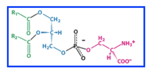 R, CH2 -C-H R2 H2C NH3* H coo