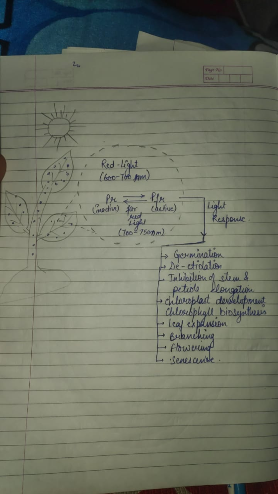 2. Page No Sot Red-Light (600-700 pm) 1 Pere Pfe inactive) far cactive) Light (700 - 7500m) Light Respouse Germination De-eti