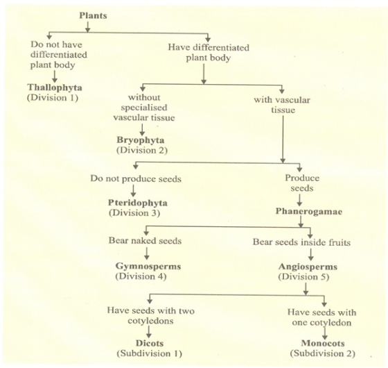Plants Do not have differentiated plant body Have differentiated plant body Thallophyta (Division 1) without specialised vasc