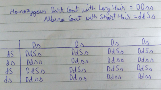 Homozygous Dart coat with Long Hair = DD ss Albino Coat with Short Hair = dd Ss. Ds DdSS ds Ds DdSs Odds DdSS Odss es DdSS Dd