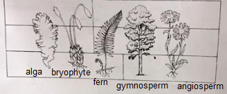 alga bryophyte fern gymnosperm angiosperm