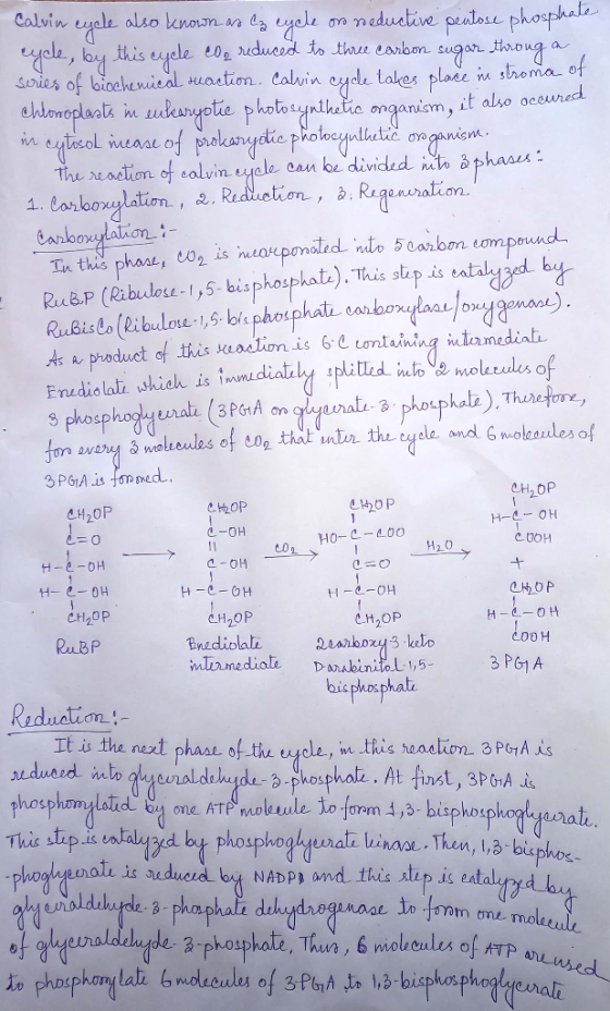 Calvin cycle also known as a cycle or neductive pentose phosphate cycle, by this cycle coa reduced to three carbon sugar thro