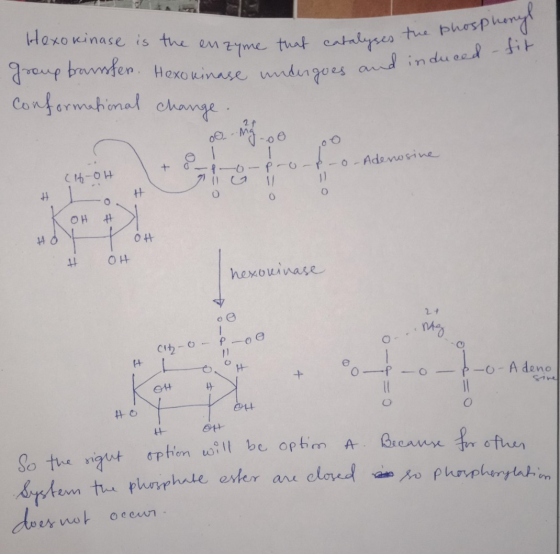 Hexo kinase is the enzyme that catalyser group framster Hexo kinase undergoes and Conformational change. oong oo oo - that ca