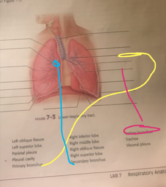 FIGURE 7-3 lywer respirary tract. Trachea Visceral pleura Left oblique fissure Lelt superior lobe Parietal pleura Pleural cav