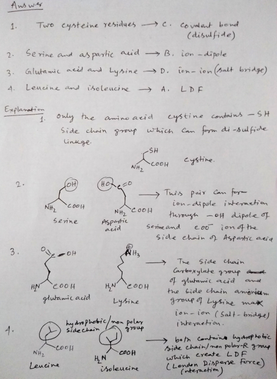 Auswer 1. Two cysteine residues c. covalent bond (disulfide) 2. 3. 4. Serine and as partic acid Glutamic acid and Lysine Leuc