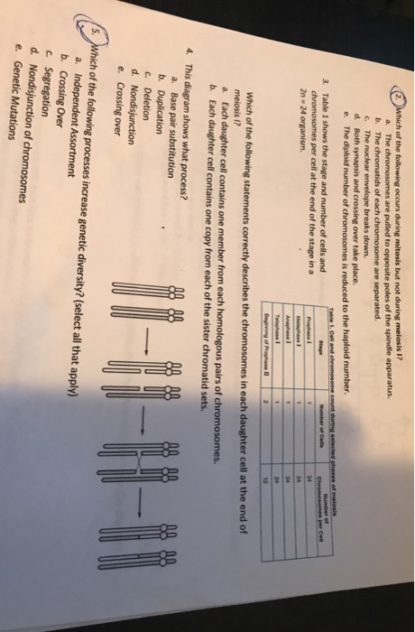 2. Which of the following occurs during mitosis but not during meiosis I? a. The chromosomes are pulled to opposite poles of