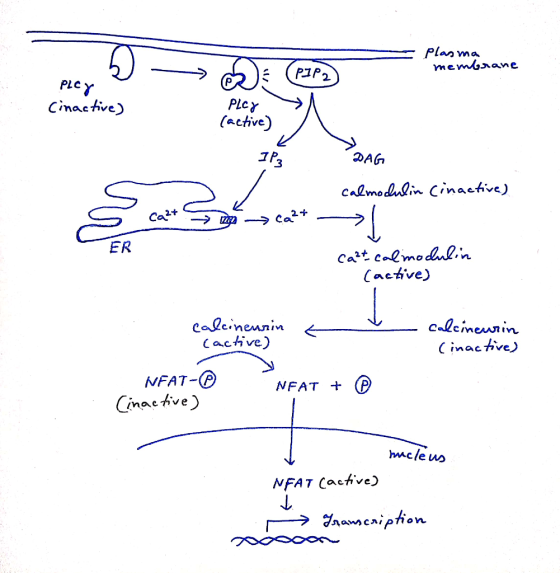- Plasma membrane -> SE (PZPR membrane P1P2 PLCY cinactive) PLCY (active) - IP3 DAG calmodulin (inactive) ca²+ 2 ca²* ER ca²t