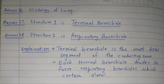 Answer 36. Histology of Lung. Answer 37. Structure 1 is Terminal Bronchiole Answer 38. Structure 2 is Respiratory Bronchiole