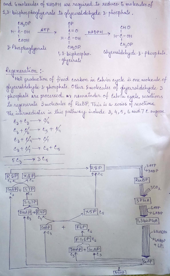 and 6 molecules of NADPH are required to reduce 6 mokoules of 1,3- bisphosphoqlyecrate to glycinaldehyde- 3-phosphate. CH₂OP