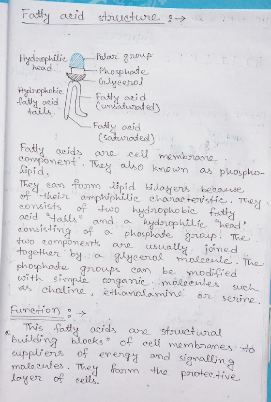 Fatty acid structure in an Hydrophilic — foo32 Япор head - Phosphate • Orlycerol Hydrophobic fatty acid fatty acid Cunsatura