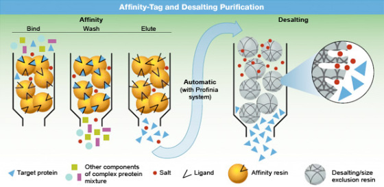 Affinity-Tag and Desalting Purification Desalting Affinity Wash Bind Elute Automatic (with Profinia system) Target protein Ot