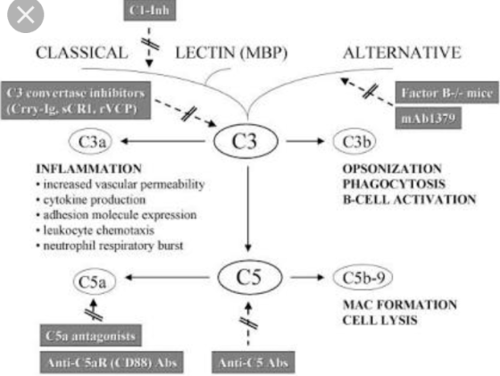 CI-Inh CLASSICAL LECTIN (MBP) ALTERNATIVE C3 Convertase inhibitors (Crrylg. RI. FVCP) Factor B-l- mice MAD1379 C3a C3b OPSONI