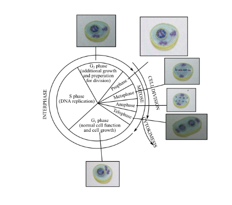G: phase additional growth nd preperation for division) S phase Metaphase (DNA replication) eto G, phase (normal cell functio