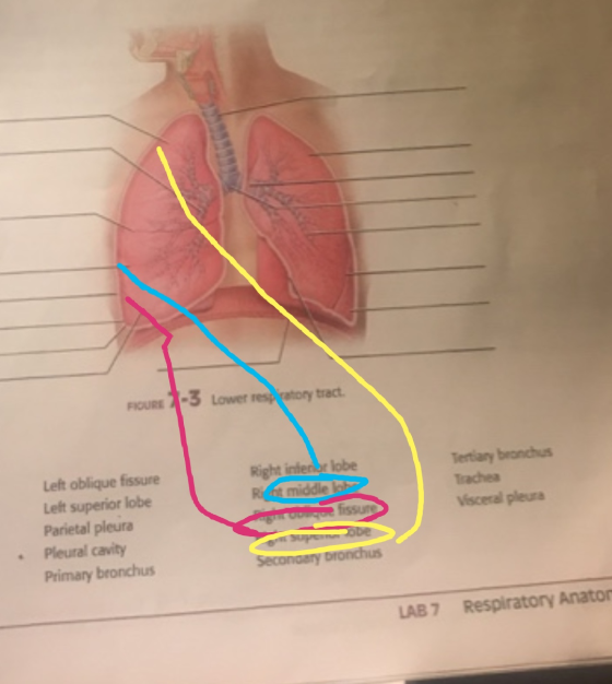 FIGURE 1-3 Lower respiratory tract. Tertiary bronchus Trachea Visceral pleura Left oblique fissure Left superior lobe Parieta