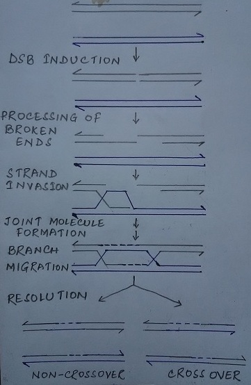 DS8 INDUCTION PROCESSING Of BROKEN ENDS STRAND JOINT MOLECULE FORMATION BRANCH < MIGRATION RE COLU TION L NON-CPoSSOyEC CRoss