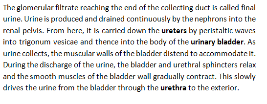 The glomerular filtrate reaching the end of the collecting duct is called final urine. Urine is produced and drained continuo