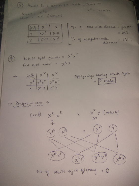 (3) female is a carrier for DMD, hence - o arrier female Mate XY (normal) XX x x x x Tacy XY % of sons with disease - 2 x 100