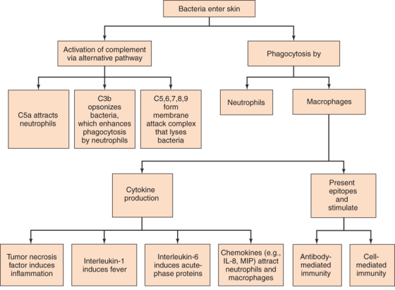 Bacteria enter skin Activation of complement via alternative pathway Phagocytosis by Neutrophils Macrophages C5a attracts neu